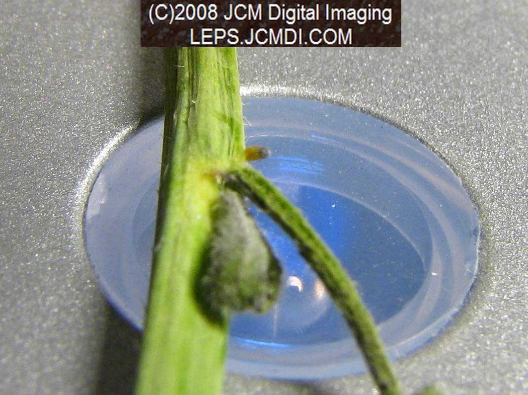 nearly ready-to-hatch egg ready for filming uner the USB microscope